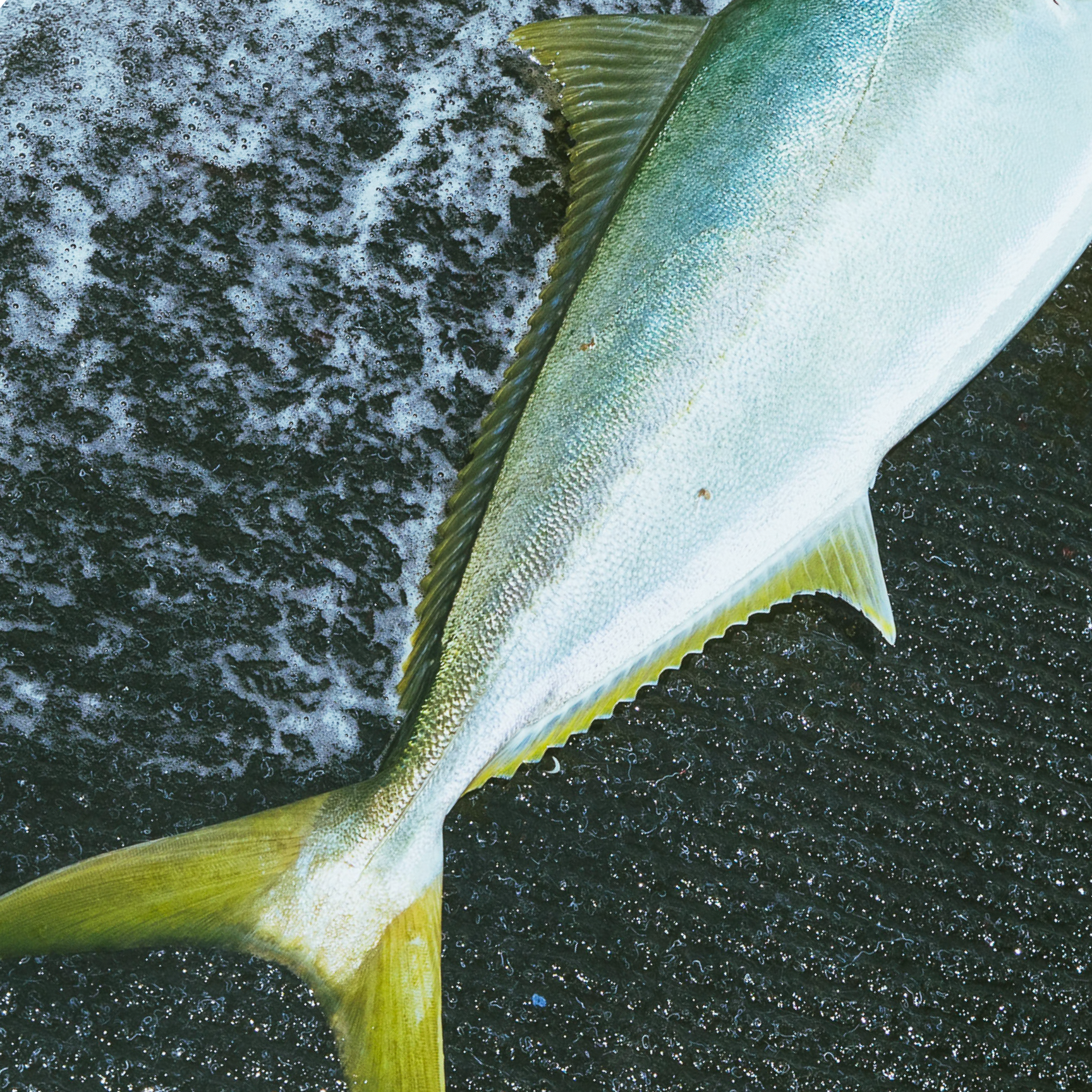 Menu – Seal Beach Fish Co.
